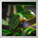 Search for green tree frog posters Photography