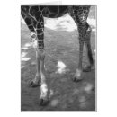 Recherche de girafe humoristique Sauvage