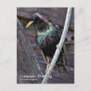 Search for starling postcards Nature