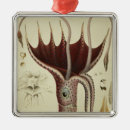 Search for squid ornaments Marine