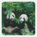 Search for panda stickers Bear