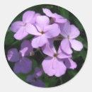 Search for lavendar stickers Flower