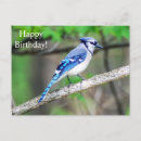 Recherche de blue jay birthday cards Oiseau