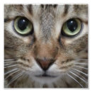 Recherche de chat domestique posters Image