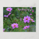 Recherche de fleur cosmo cartes postales Jardin