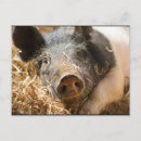 Search for swine postcards Piglet