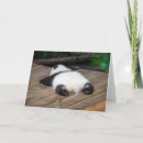 Recherche de panda géant vœux cartes Animaux dans la nature