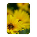 Recherche de fleur jaune magnets Fleurir