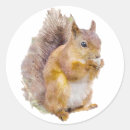 Recherche de écureuil rouge autocollants Animal