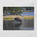 Search for rocky mountain national park Bull