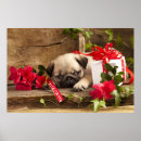 Search for large breed posters Canine