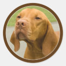 Search for vizsla stickers Pet