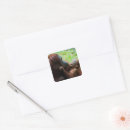 Search for ape monkey stickers Rainforest