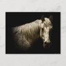 Recherche de noir de cheval blanc cartes postales Animal