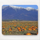 Search for pumpkin patch electronics Halloween