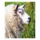 Recherche de moutons photographie Animaux de ferme