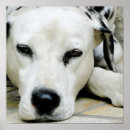 Recherche de dalmatien art Dalmation