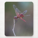 Search for roseate mousepads Nature