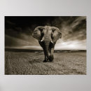 Recherche de african animals posters Wildlife