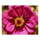 Recherche de zinnia posters Fleur