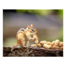 Search for chipmunk art Nature