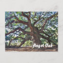Search for angel oak tree Trees