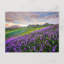 Recherche de camarillo Violet