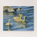 Search for goslings puzzles Waterfowl