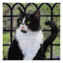 Recherche de peinture de chat posters Mignonette