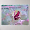Recherche de rose et bourgeon de rose posters Plante