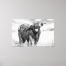 Search for highland cattle canvas prints Bull