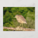 Search for night heron postcards Wildlife