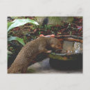 Recherche de mongole cartes postales Nature
