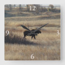 Recherche de chasse photographie Photographie de faune