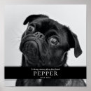 Search for pet supplies Remembrance