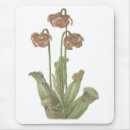 Recherche de carnivore tapis souris Plante