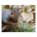 Recherche de écureuil photographie Faune