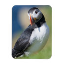Recherche de oiseau macareux magnets Macareux de l'atlantique