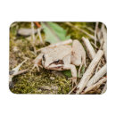 Recherche de mignons grenouille magnets Grenouilles