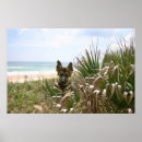 Recherche de berger allemand art Gsd
