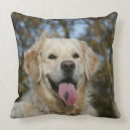 Search for golden retriever pillows Bob and pam langrish