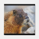 Search for marmot magnets Cute