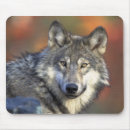 Search for wild wolves mousepads Grey
