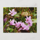 Recherche de cyclamen cartes postales Rose