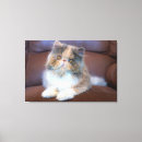Search for persian canvas prints Purebred cat