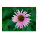Search for echinacea Purple
