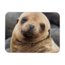 Recherche de l equateur magnets Les îles galapagos