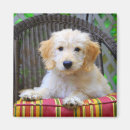 Search for poodle puppy magnets Canine