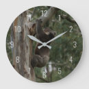 Search for koala clocks Wildlife