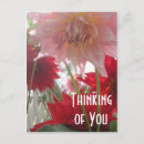 Recherche de dahlia rouge cartes postales Rose